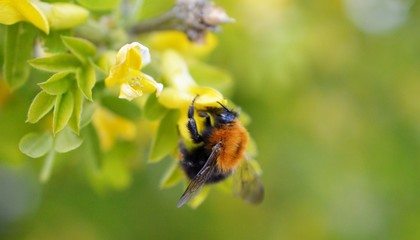 bumble bee collecting pollen on a flower,shallow dof