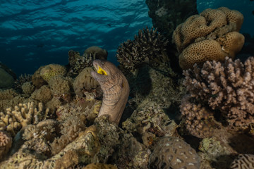 Moray eel Mooray lycodontis undulatus in the Red Sea, eilat israel
