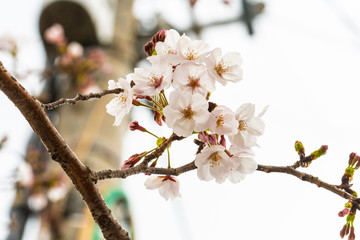 Cherry blossom in spring for background or copy space for text