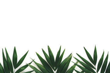 Dark Green Palm Leaves On White Background - 262809025