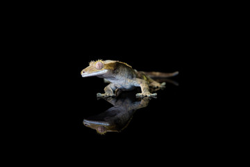 Crested gecko (Correlophus ciliatu) with reflection on black background - closeup with selective focus