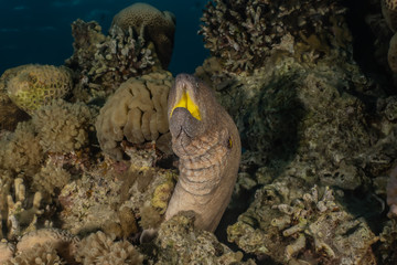Moray eel Mooray lycodontis undulatus in the Red Sea, eilat israel