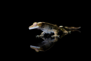 Fototapeta premium Crested gecko (Correlophus ciliatu) with reflection on black background - closeup with selective focus