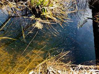 Fototapeta na wymiar Overgrown water in the swamp. The swamp.