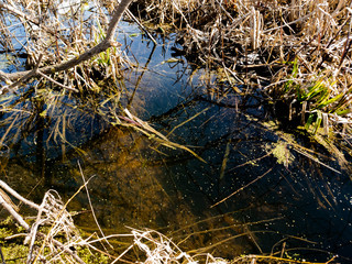 Overgrown water in the swamp. The swamp.