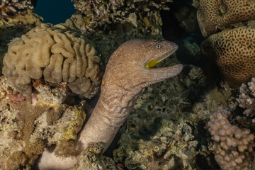 Moray eel Mooray lycodontis undulatus in the Red Sea, eilat israel