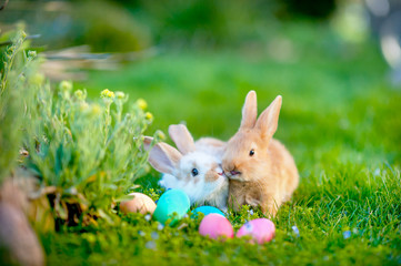 Two cute bunnies and colorful decorative easter eggs on the grass, easter holiday