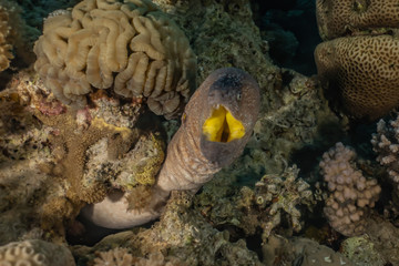 Moray eel Mooray lycodontis undulatus in the Red Sea, eilat israel