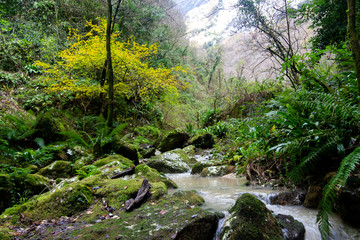 Obraz premium mountain gorge river with fern and winter plants