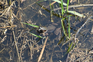 Frog in a pond