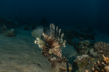 Lion fish in the Red Sea colorful fish, Eilat Israel