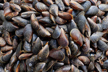  live mussels