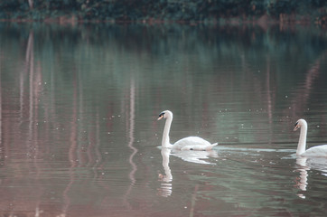 Animals with white feathers.