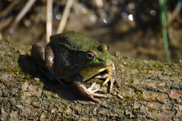 Frog on a log closeup