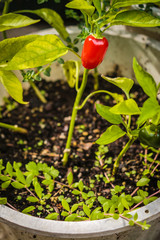 Red pepper plant in a garden box