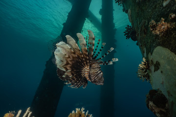 Lion fish in the Red Sea colorful fish, Eilat Israel
