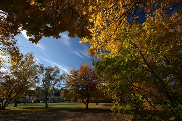 Naklejka premium Autumnal Impressions from City Park in Berlin Spandau, from October 30, 2016, Germany