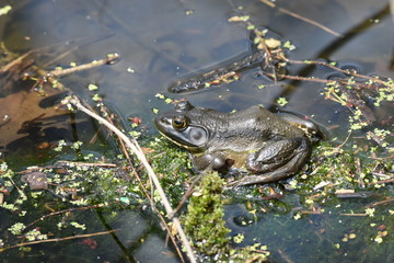 Frog in a pond