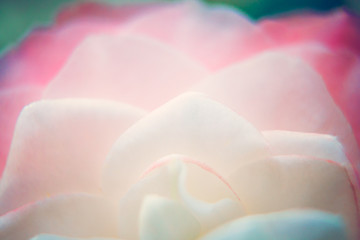 pink petal design