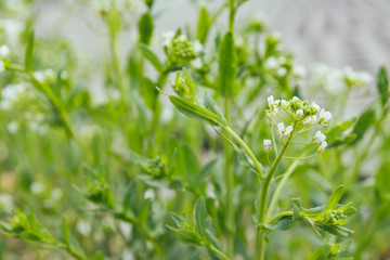 White spring flowers on a green inflorescence