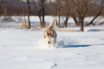 Crazy, happy and cute beige and white dog breed siberian husky with tonque out running on the snow in the winter field.