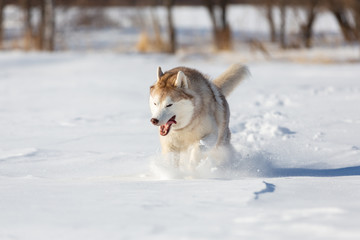 Crazy, happy and cute beige and white dog breed siberian husky with tonque out running on the snow in the winter field.