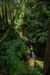 Fototapeta na wymiar Small river flowing in a gorge, Caldeira Velha, Sao Miguel Island, Azores, Portugal