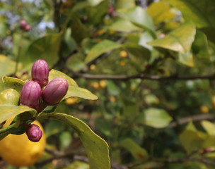 Zagara di Cedro