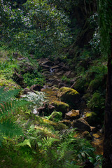 Small river flowing in a gorge, Caldeira Velha, Sao Miguel Island, Azores, Portugal