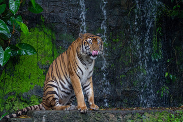 Fototapeta na wymiar tiger show tongue is sit down in front of waterfall