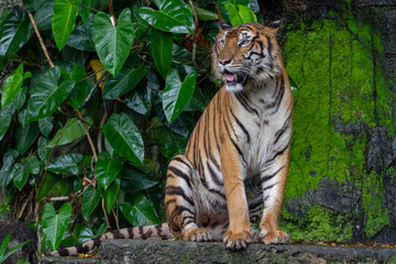 tiger show tongue is sit down in front of waterfall