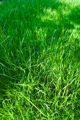 green grass growing in spring