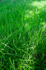green grass growing in spring