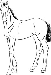 Vector drawing of a foal standing still.
