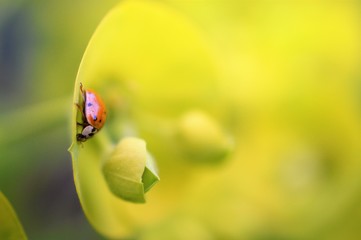 ladybug on a spring flower closeup, shallow dof