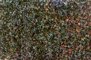 Urban Texture: Hedge