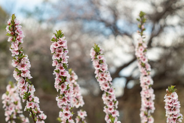White and pink flowers on the branches of nanking cherry