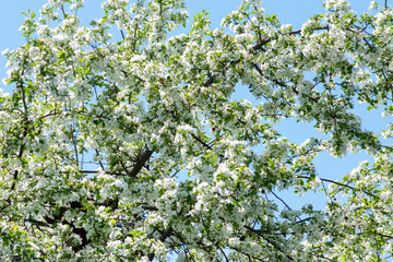 The Apple tree blossomed with white flowers