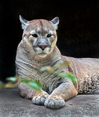 Cougar at rest in its enclosure. Latin name - Puma concolor