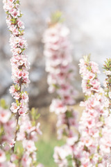 Fototapeta na wymiar White and pink flowers on the branches of nanking cherry