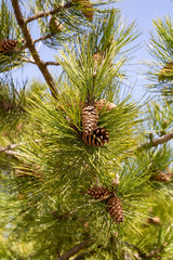 Close up of pine cone in nature