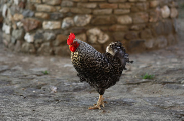 Gallo