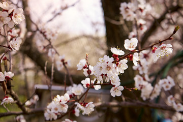 A sprig of blossoming apricots