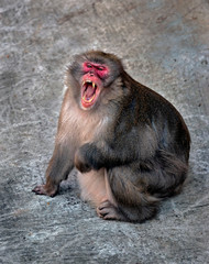 Japanese macaque male on the stone. Latin name - Macaca fuscata