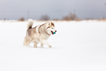 Beautiful, happy and funny beige and white siberian husky dog playing with toy ball on the snow in the winter field.