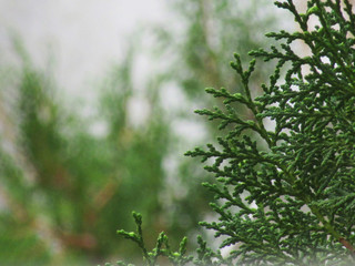 Verde cipres