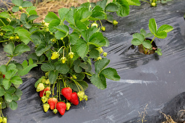 Organic, fresh fruit strawberry Field (Emiralem / Izmir / Turkey)