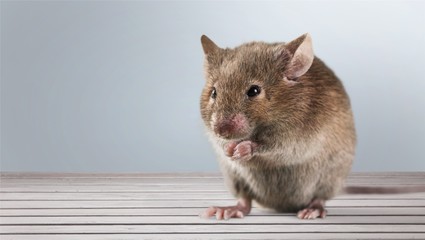 Gray mouse animal  and cheese on  background