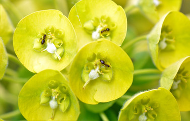 A very small black ant collecting nectar on a yellow green blossom of a plant shallow dof