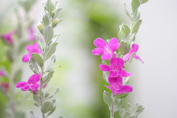 Barometer Brush flower